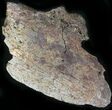 Edmontosaurus (Duck-Billed Dinosaur) Jaw Section #25260-1